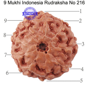 9 Mukhi Rudraksha from Indonesia - Bead No. 216