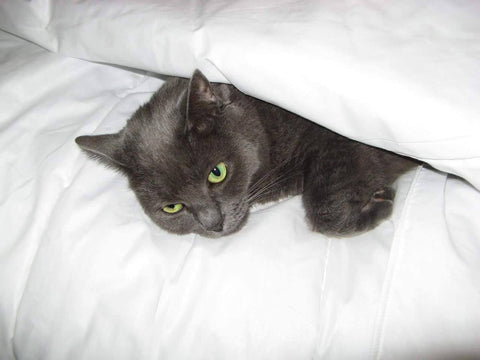 A grey cat is seen lying down in a white bed