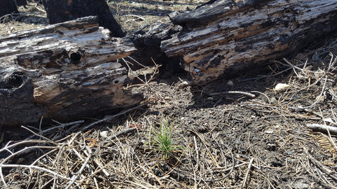 Pine Tree Planting - Lake Tahoe, Eldorado National Forest