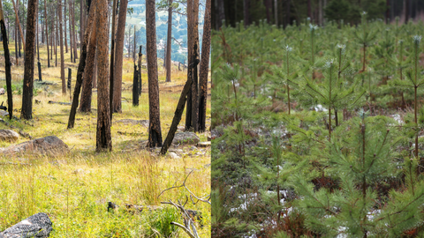 Trees for Wyoming