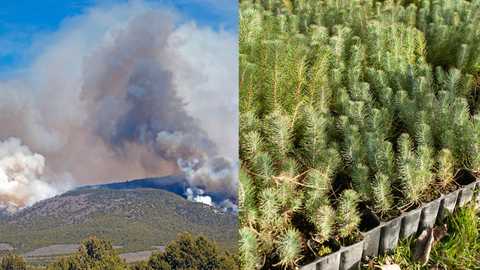 Idaho Reforestation