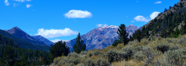 Plant a Tree for Wyoming