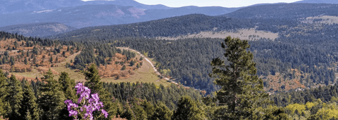 New Mexico National Forests