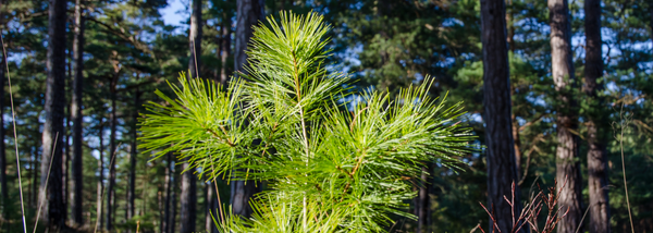 State Forest Tree Recovery