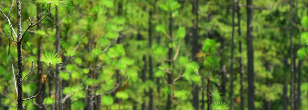 Georgia Native Pine Tree Recovery