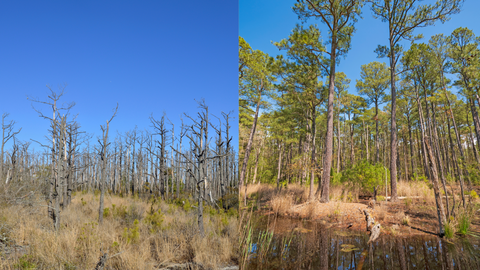 Pine Tree Reforestation Texas