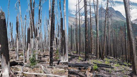 Montana Forest Fires