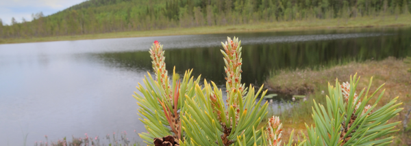 National Forest Tree Plantings