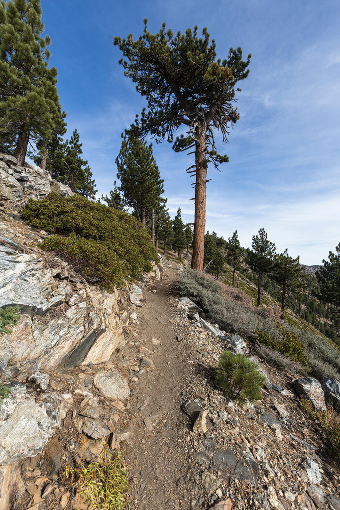 Plant a tree in memory california information