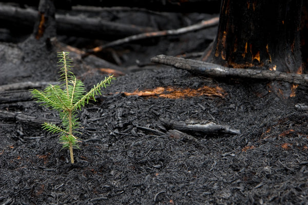 Plant A Tree In Honor Or Memory In A California National Forest A Li A Living Tribute 