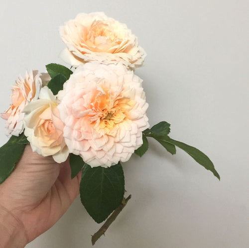 Ella Rose Bouquet – Ella Rose Farm