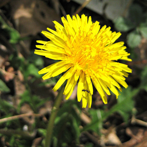 Green Genies Ecological Green Cleaning Service just LOVES dandelions! The bees love them, plus you can eat the leaves and flowers, and the roots are powerful medicine.