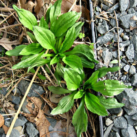 Green Genies Ecological Green Cleaning Service is so grateful to the humble plantain, a nourishing herb and remedy for bugbites! What a win!