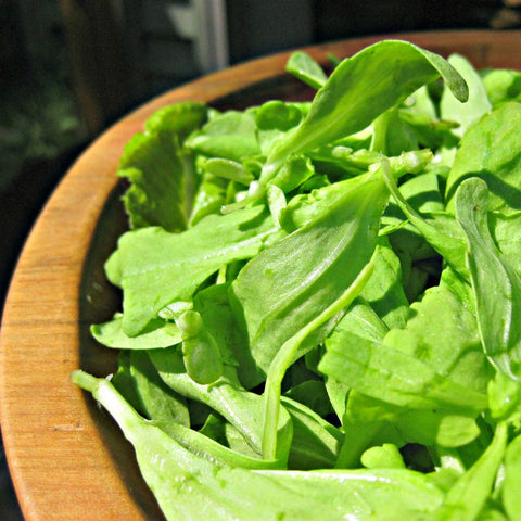 Green Genies Eco-friendly Cleaning Service is so excited to harvest home-grown lettuce for salads! Gardening is so great!