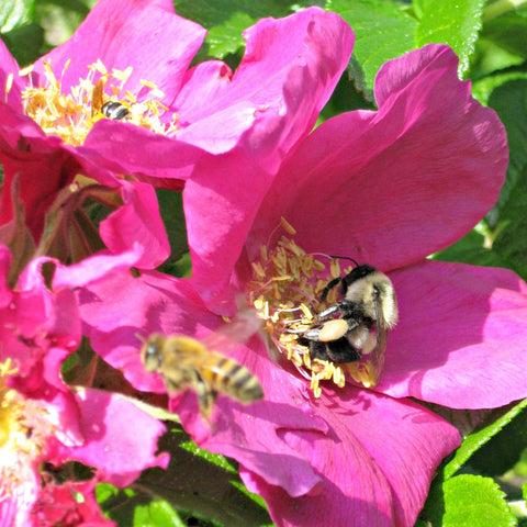 Green Genies Ecological Cleaning Service was tickled to see all the bees gathering pollen in these newly opened roses. We love to support pollinators with native plants and pesticide free living. Bumblebees in roses are so ecstatic and charming!