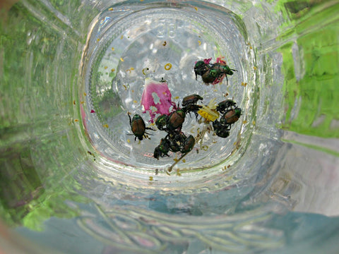 Green Genies Ecological Cleaning Service uses a large jar with some water in the bottom to catch those pesky japanese beetles. Organic, pesticide free gardening means doing somethings by hand, like picking off bugs, but the benefits to the ecosystem is totally worth it!