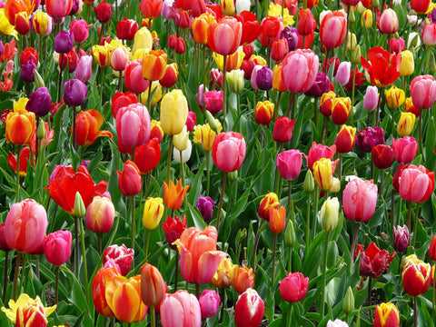 A field of bright colored tulips.