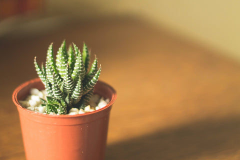 cactus succulent in planter pot in direct sunlight