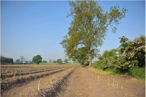 yorkshire-asparagus-growing-in-field-in-thirsk