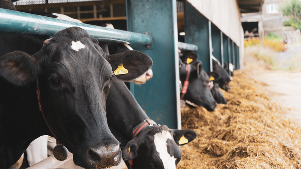 Dairy cows eating silage at the front of a shed 