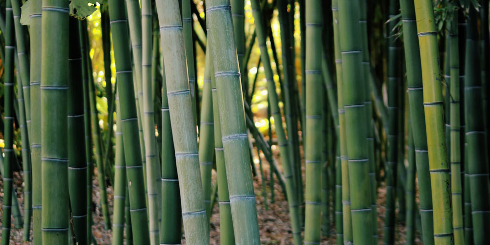 Why we believe in bamboo – Mamastore