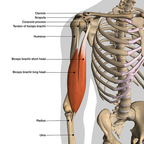 male-isolated-bicep-muscles-and-skeleton-chart-labeled-on-white-background