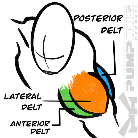 Drawing-depicting-the-anterior-lateral-and-posterior-deltoids