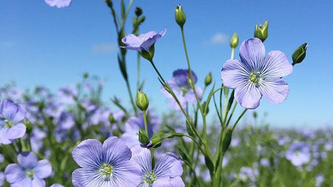 Fleurs de lin