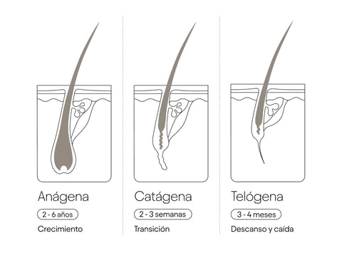 Fases de la caida capilar