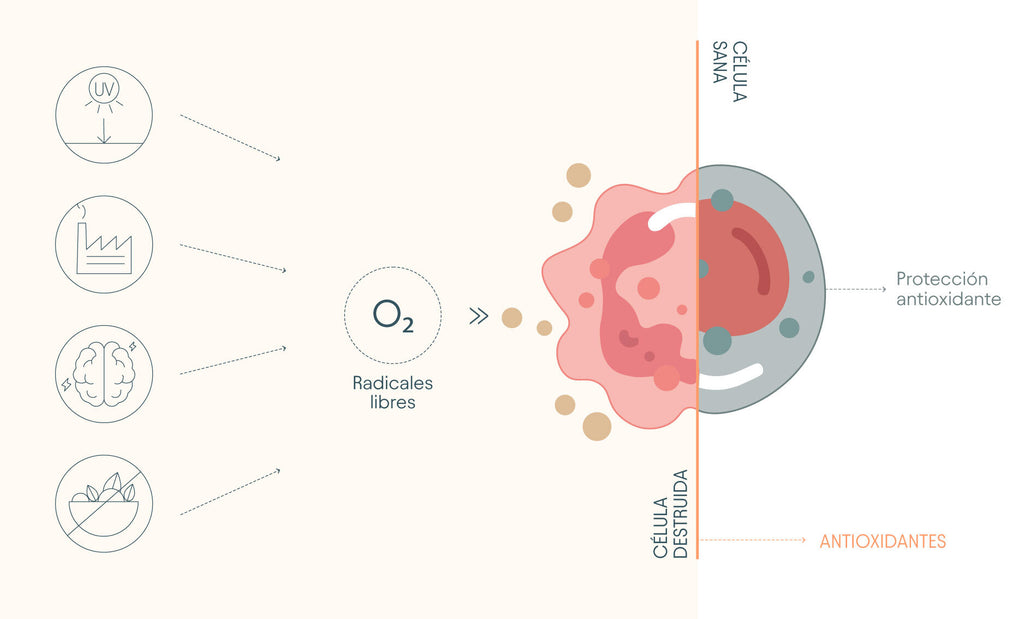 Gráfico sobre el funcionamiento de los radicales libres