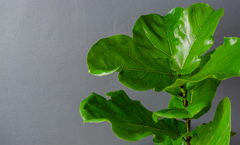 fiddle Leaf Fig plant