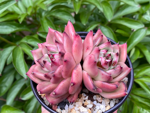 Buy Rare, Imported, Korean Succulents Toronto, Canada | ROU AND MORE