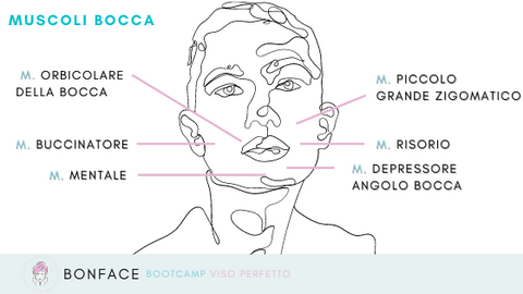 bonface muscoli bocca labbra mento anatomia viso massaggi bellezza