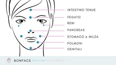 mappa facciale bonface massaggio viso digitopressione faccia organi reni polmoni cuore intestino pancreas