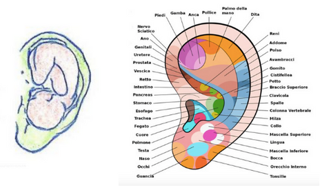 massaggio auricolare auricoloterapia riflessologia orecchio feto organi corpo umano bonface massaggio viso mappa organi dolore