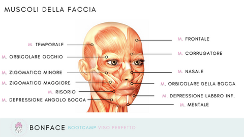 muscoli faccia viso bonface ginnastica facciale massaggio volto