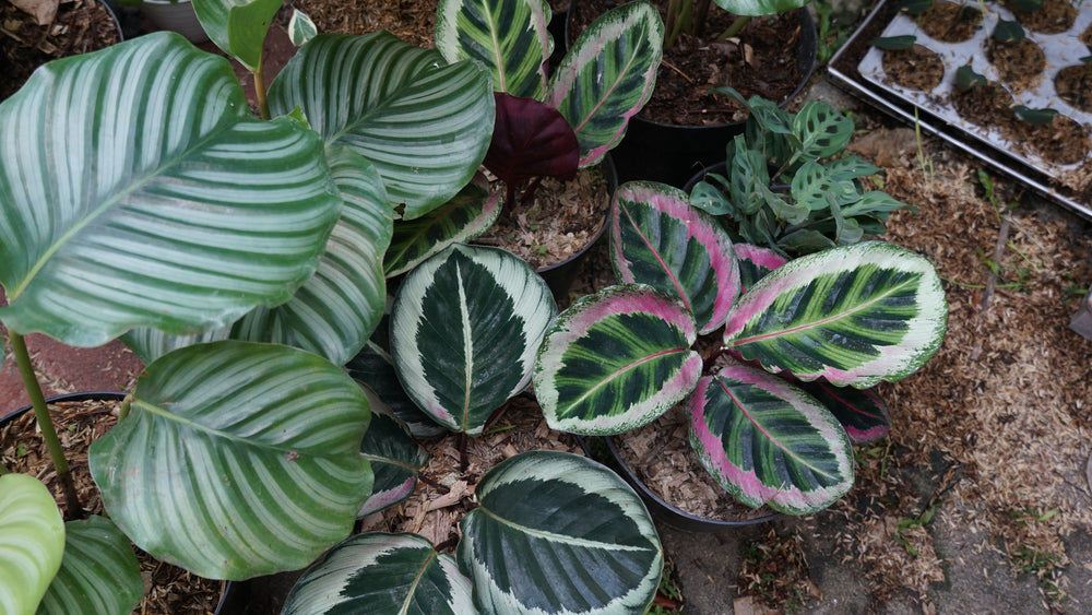 Calathea angela Calathea Orbifolia Maranta 