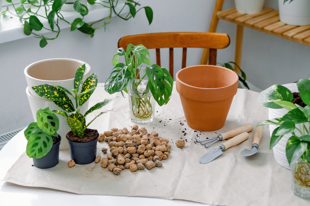 Monstera Hydrokultur: Blähton