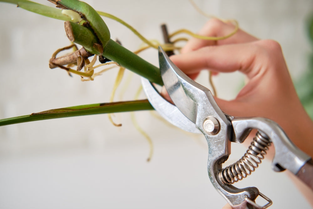 Monstera Pflegen: Monstera schneiden