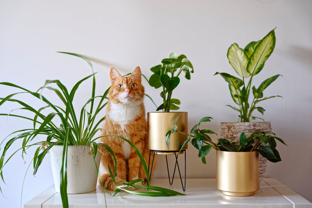 Orange Katze Zimmerpflanzen (Peromia, Spinnenpflanze, Dieffenbachie)