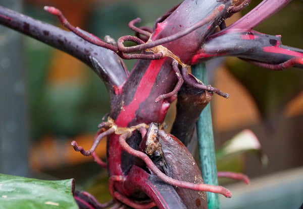 Philodendron Pink Princess