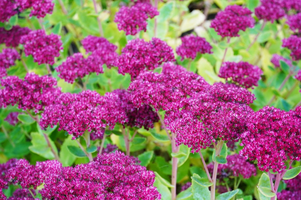 Sedum Fetthenne