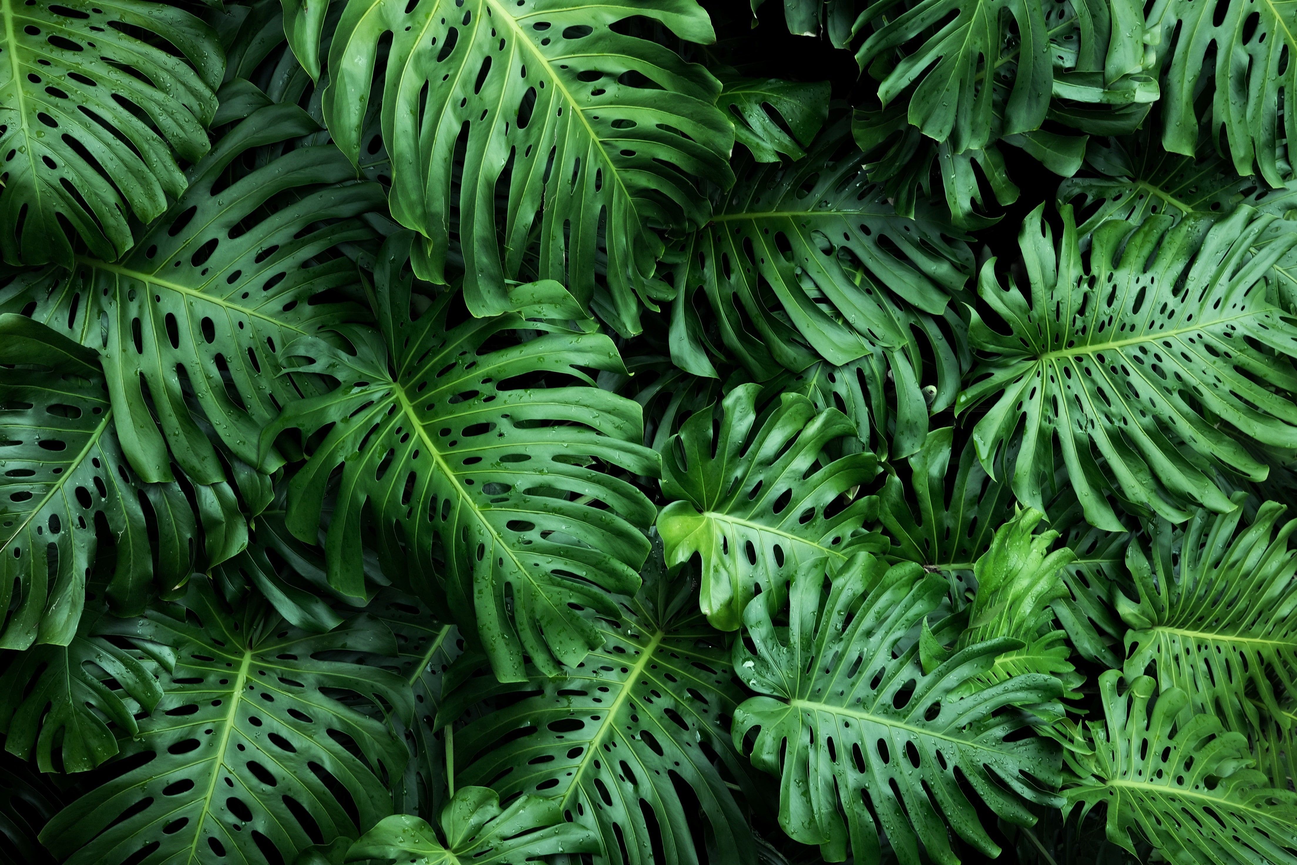 Monstera deliciosa