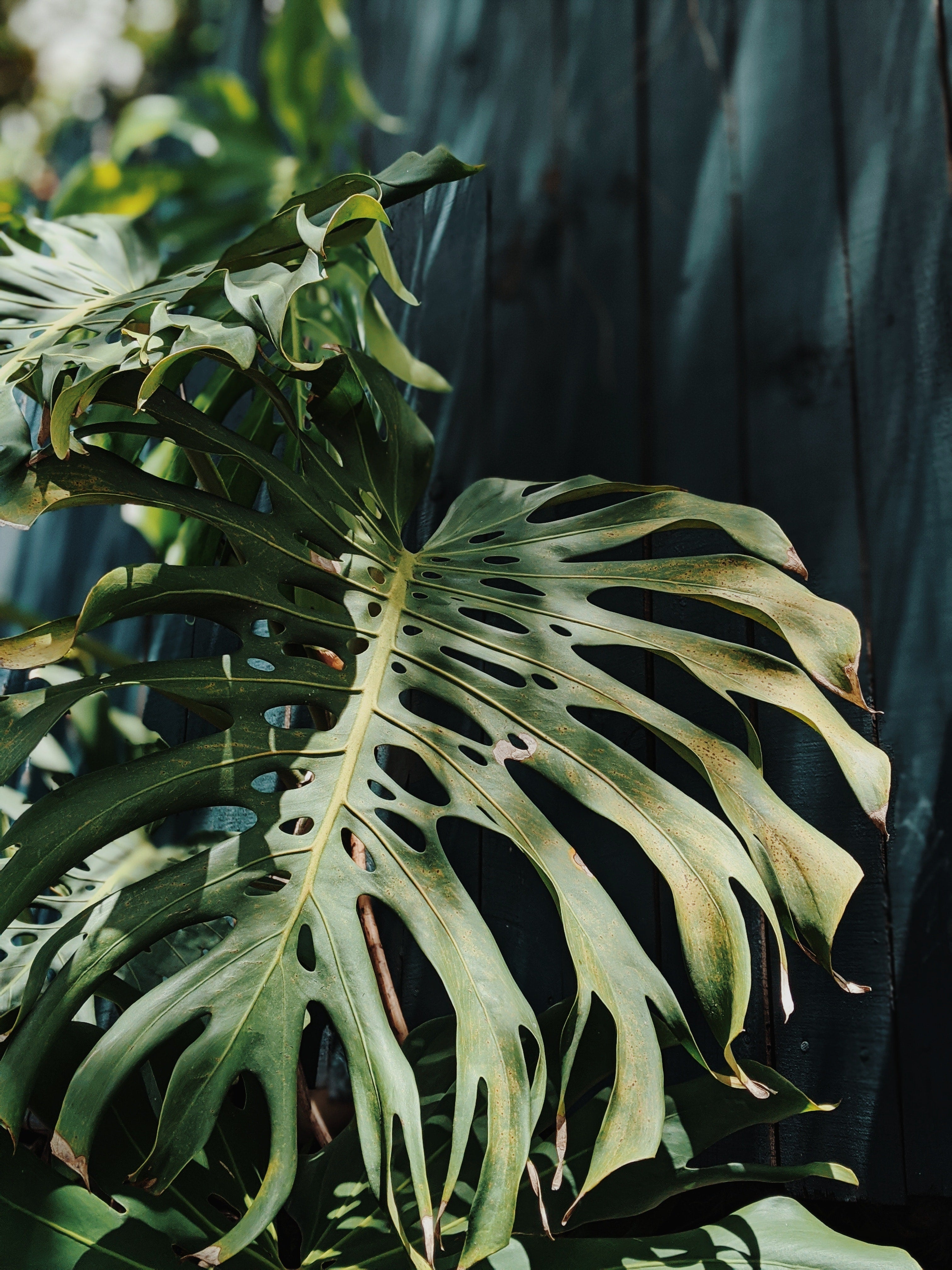 Monstera deliciosa