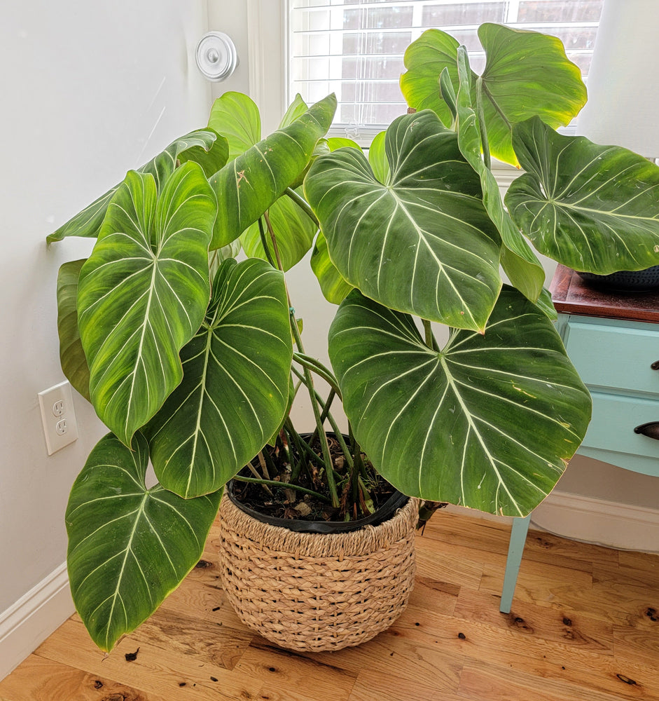 Philodendron Gloriosum