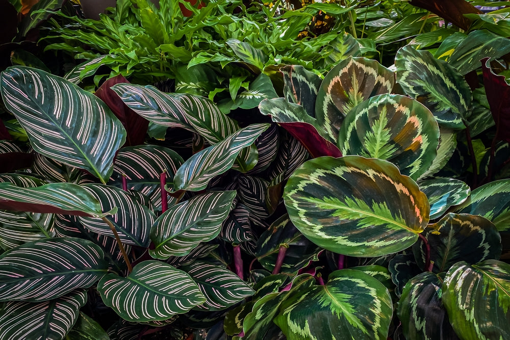 Calathea Ornata Calathea Medallion