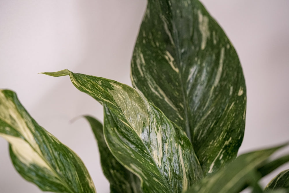 spathiphyllum diamond