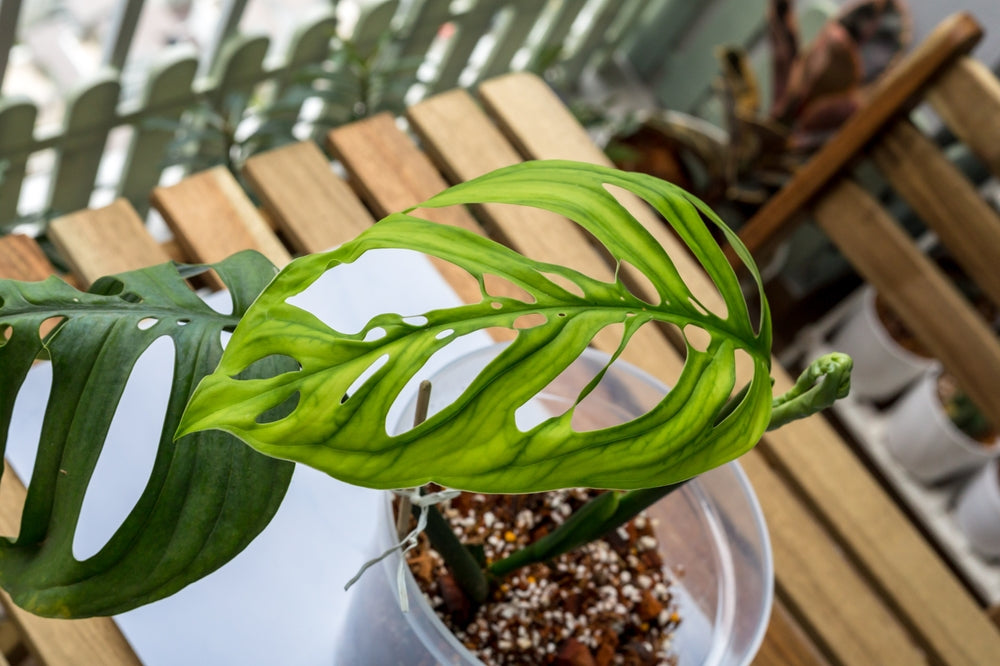 Monstera Esqueleto