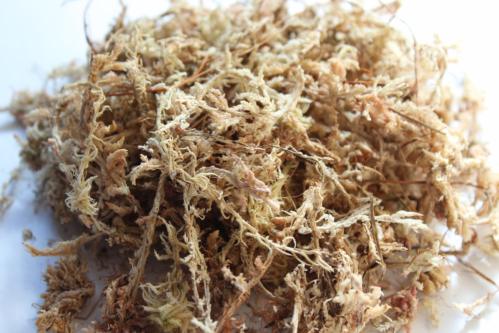 sphagnum moos