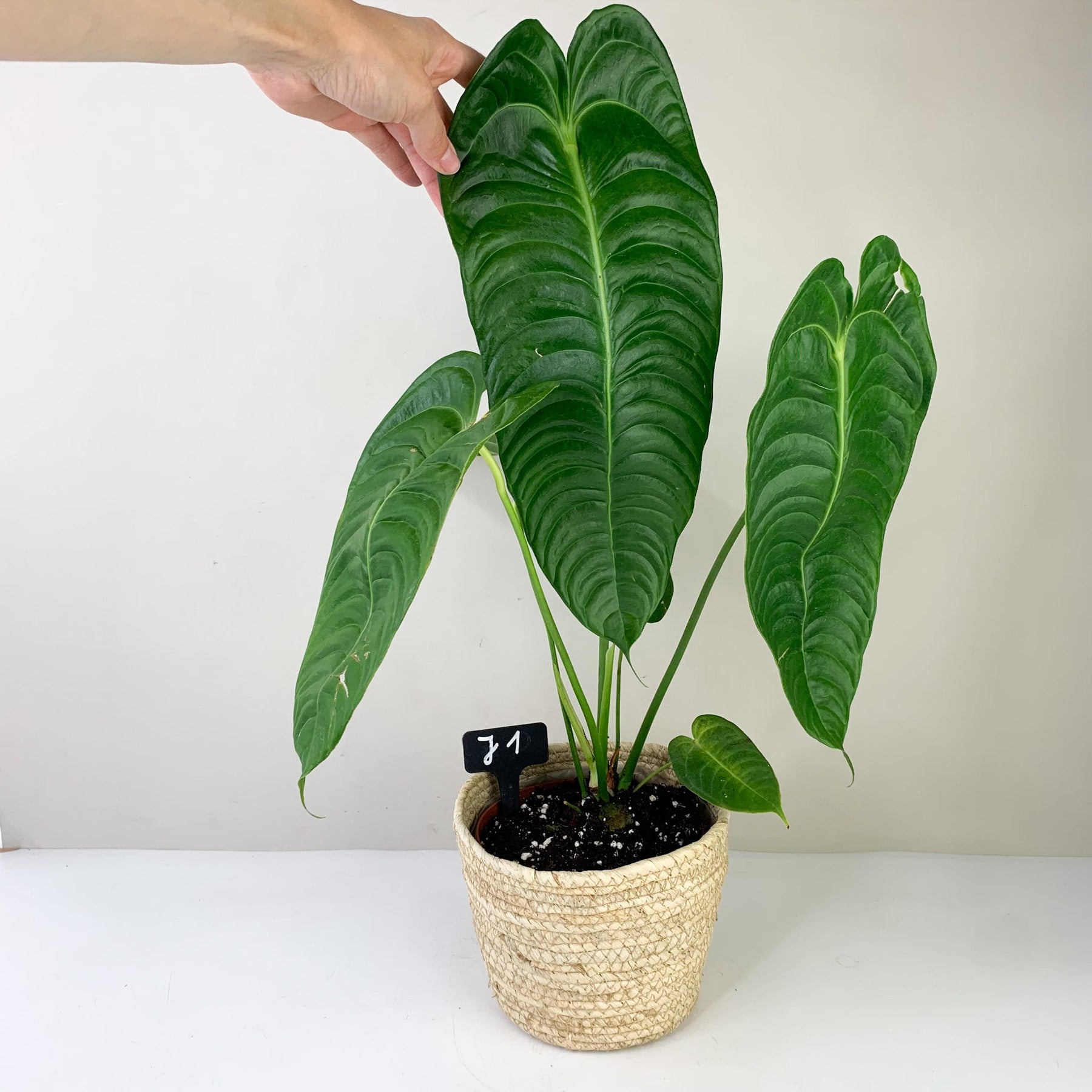 Anthurium Veitchii Narrow